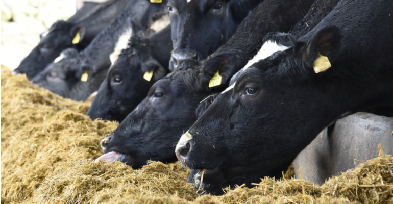 Como melhorar a nutrição de bovinos de corte no inverno?