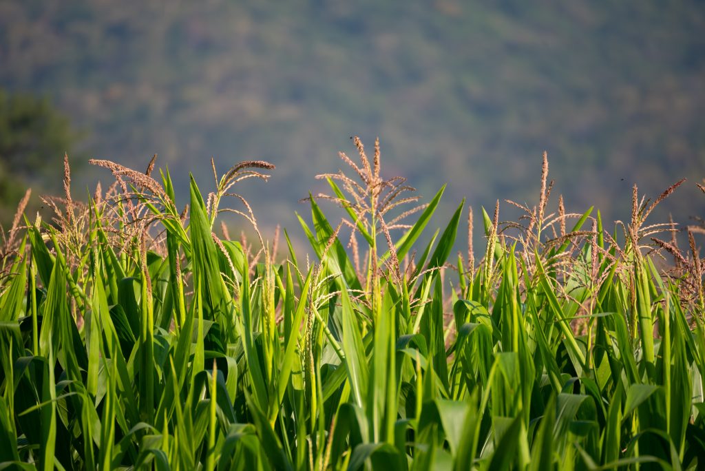 Quais os cultivos mais comuns na rotação de culturas?