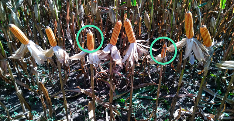 Como a plantadeira afeta a plantabilidade?