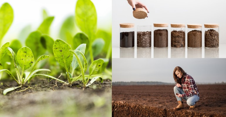 Por que usar substrato de qualidade é mais lucrativo e melhor para produtores profissionais do que turfa crua?