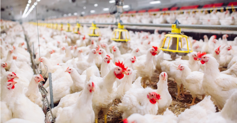 Os impactos do acúmulo de biofilme na tubulação de granjas