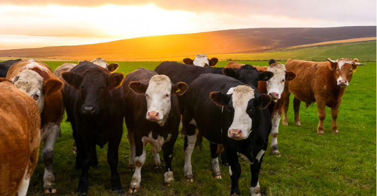 Ciclos longos prejudicam o retorno econômico de pecuaristas