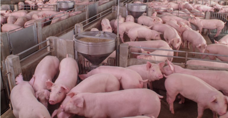 Inovações e desafios na criação de suínos