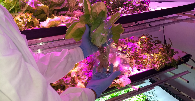 Vertical vs. conventional farms: Alliance in the future