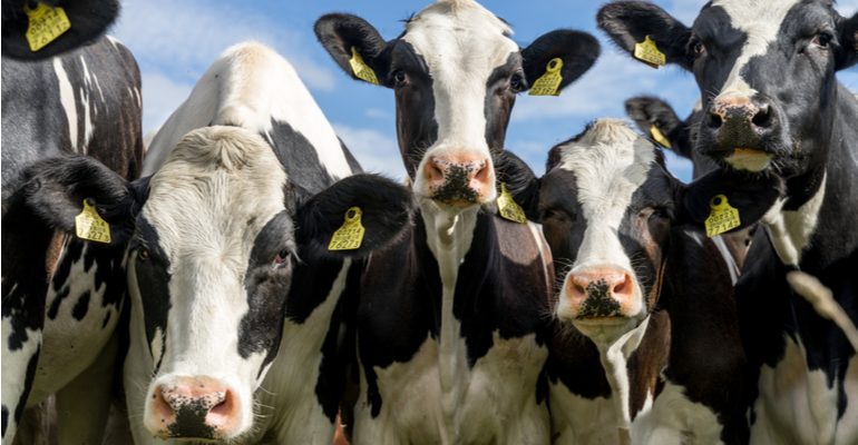 Leptospirose bovina: por que verão requer mais cuidado