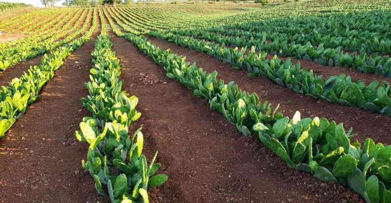 Nordeste: máquina para colheita de palma forrageira reduz custos da pecuária