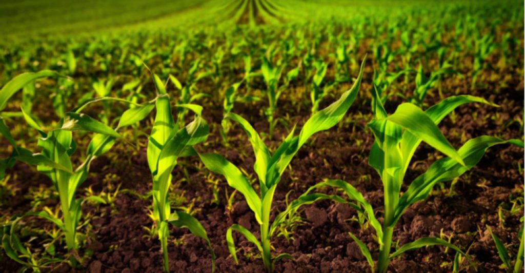 Post-pandemic potassium fertilizer market opportunities