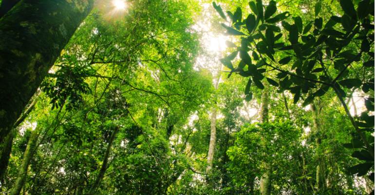 Os impactos da Política Nacional de Pagamento por Serviços Ambientais para o produtor