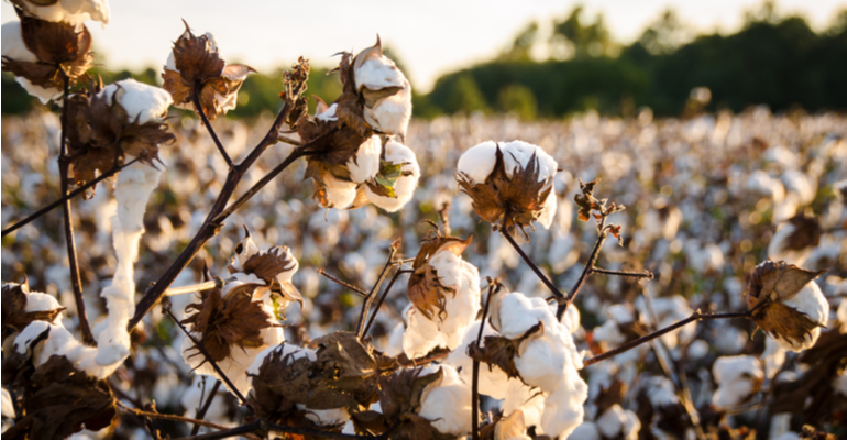 Retomada de demanda no mercado incentiva cultivo de algodão