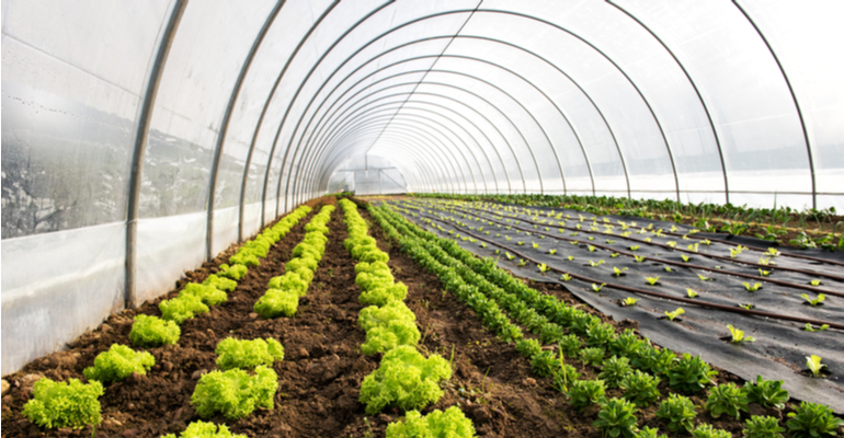 30% mais produtividade com plantio em estufa com alta tecnologia