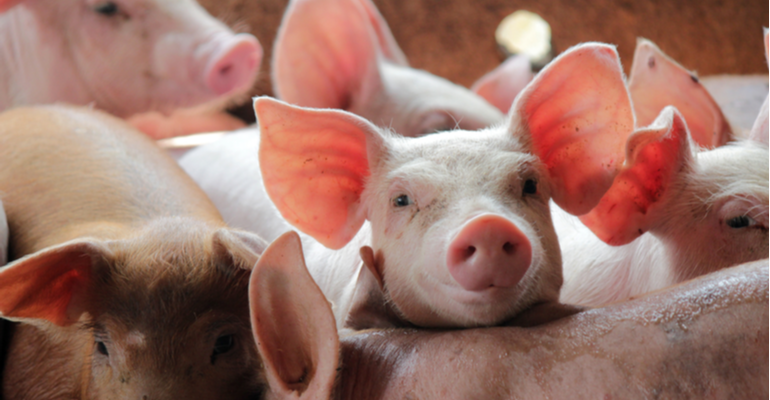 Desinfecção a seco das instalações reduz a pressão de infecção nas granjas