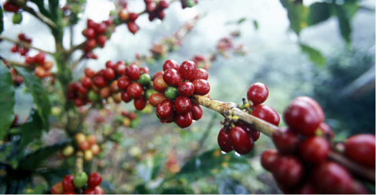 Pragas e doenças do café: quais as piores e como controlar