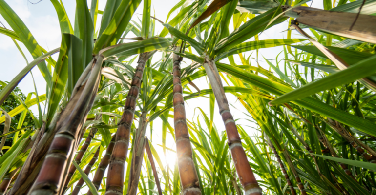 É possível controlar ervas-daninhas “difíceis” no cultivo de cana