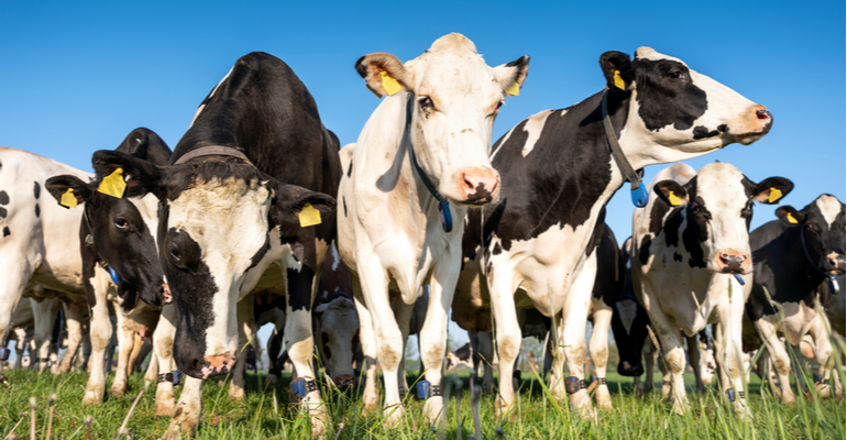 O preço da arroba do boi gordo – E como aproveitar esse cenário