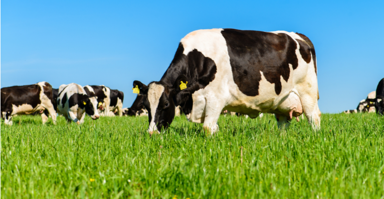 Quem segue esse passos tem pastagens mais eficientes
