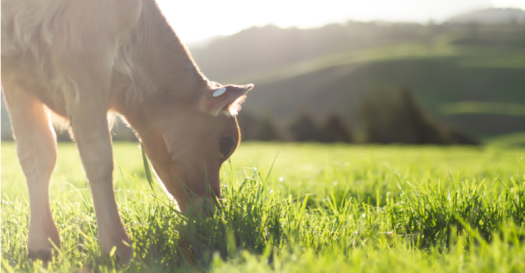 Livestock: how to have efficient weaning with health planning