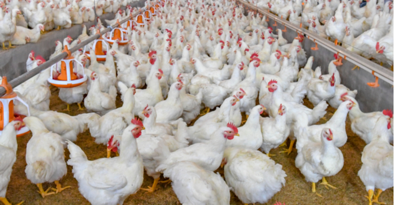 Muitos avicultores desconhecem essa causa de morte das aves