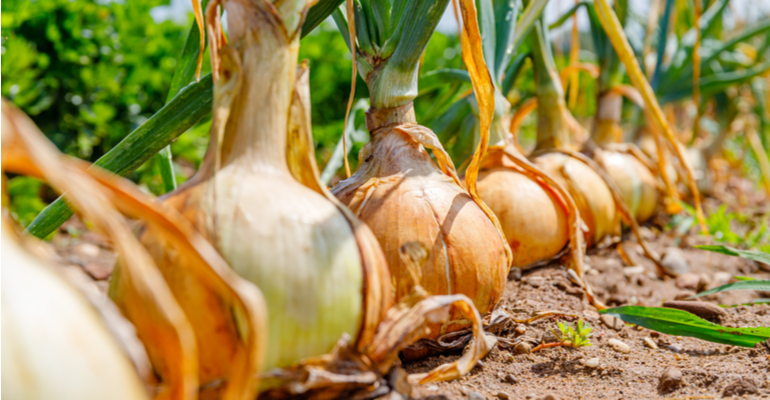 Os três nutrientes que vão melhorar o manejo na cultura da cebola