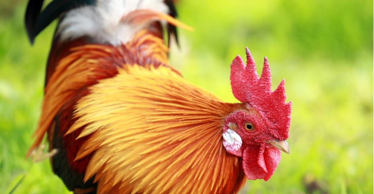 Tenha melhores machos de recria de aves com esses passos!