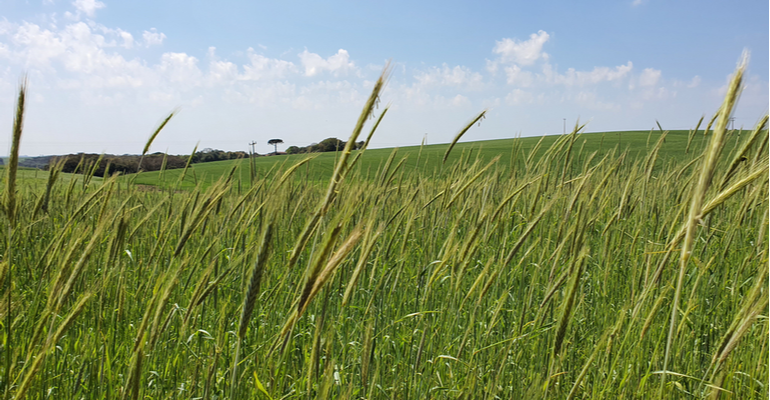 Agricultura de conservação: o que é e por que aplicar?
