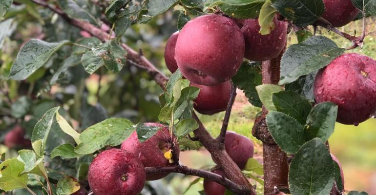 Agricultura familiar: receita da nossa autossufiencia na produção de maçãs
