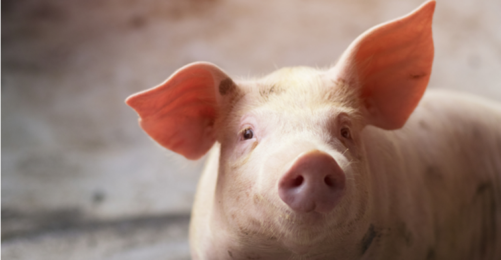 Do you follow these steps to a good finishing of pigs?