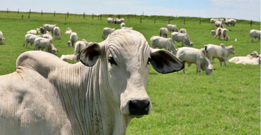 Ensure correct feeding of livestock