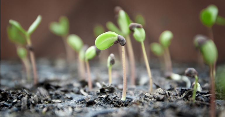 Reflorestamento e restauração no agronegócio: como fazer sem errar?