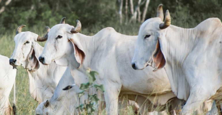 Rústica e doce, Indubrasil é destaque na produção de carne e leite