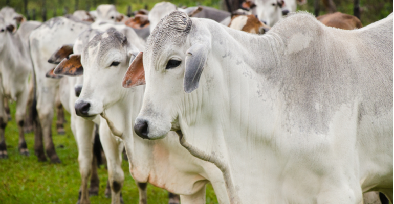 Previsões da pecuária de corte em 2021 no Brasil!