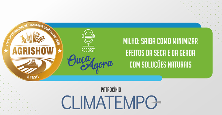 Milho: como minimizar efeitos da seca e geada com soluções naturais