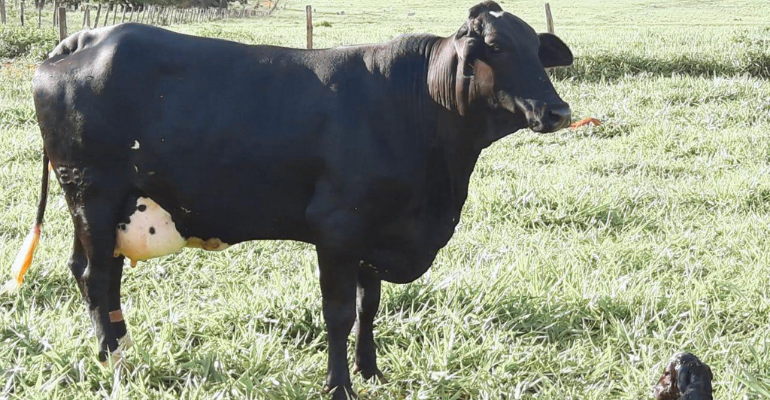 Girolando: cruzamento de sucesso entre raças