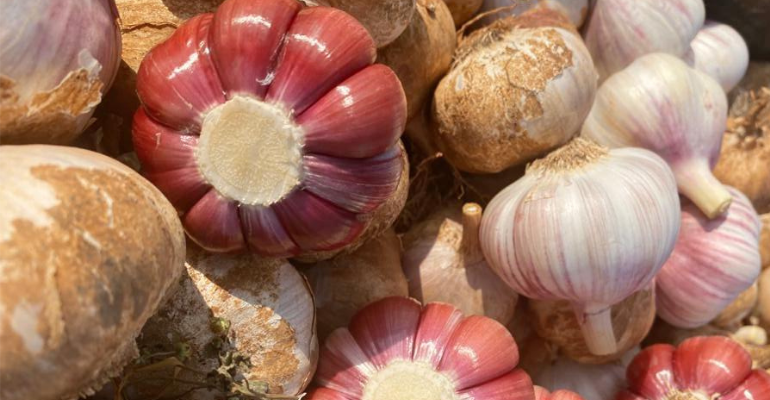 Novas tecnologias vão aumentar produtividade do alho brasileiro