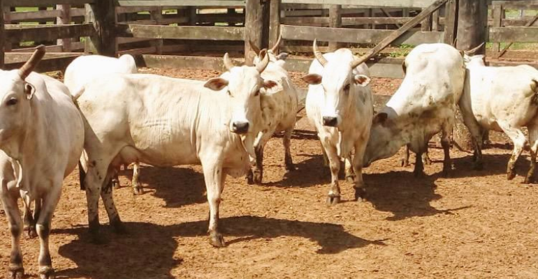 Punganur: raça indiana usada para transportes