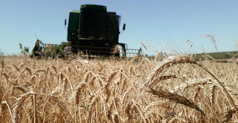 Trigo: alimento essencial no desenvolvimento das civilizações!