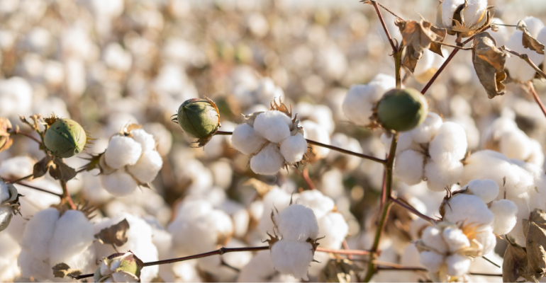 O ouro branco brasileiro