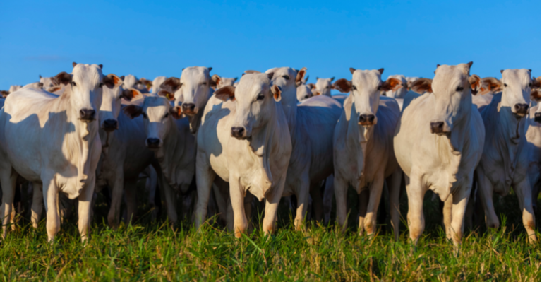 Confinamento é aliado dos pecuaristas cooperados da Coplacana .png