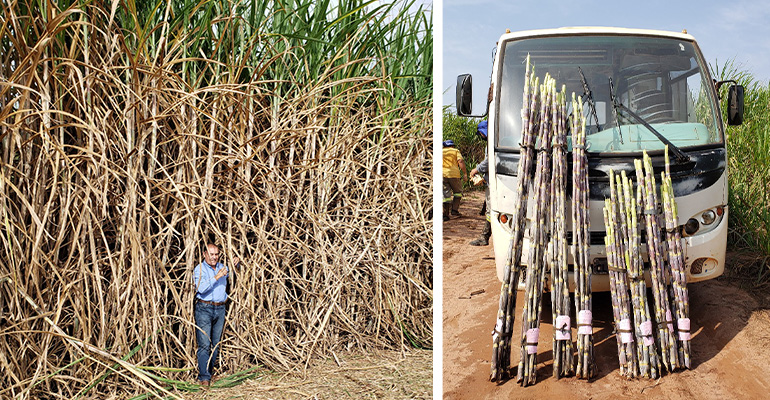 Subsolagem corretiva em cana-de-açúcar – uma virada de 180º no setor canavieiro