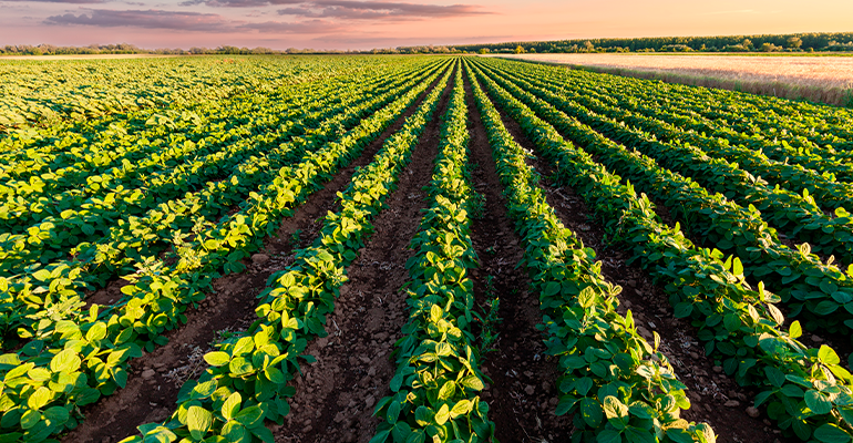 Como a tecnologia pode melhorar a sua plantabilidade?