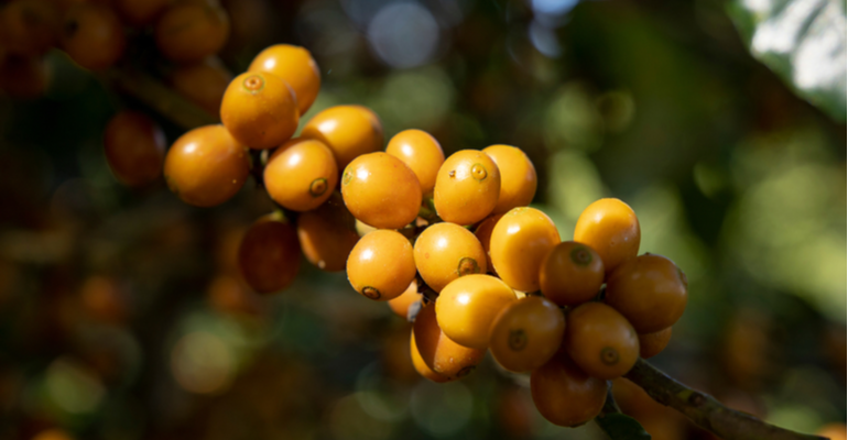 Cresce procura por café bourbon amarelo