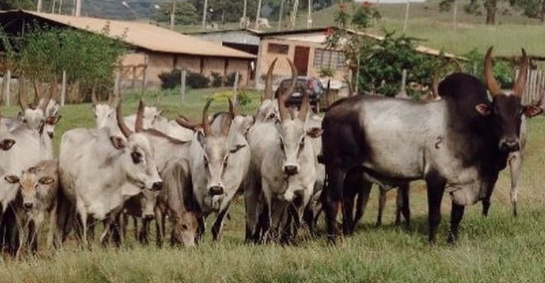 Kangayam: raça originária da Índia é comparada com antílopes