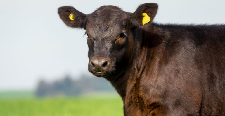 Com precocidade para crescimento Aberdeen Angus é sucesso da pecuária
