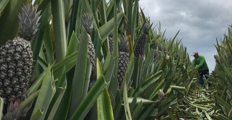 Resistente e de fácil condução, abacaxi é muito produzido no Brasil