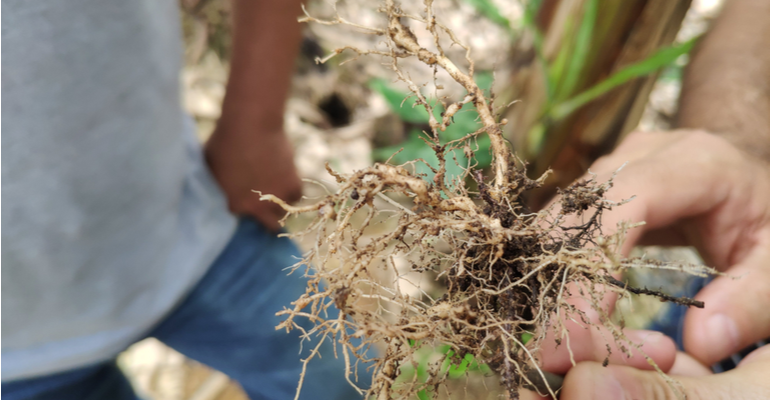 As melhores estratégias de controle de nematoides em lavouras