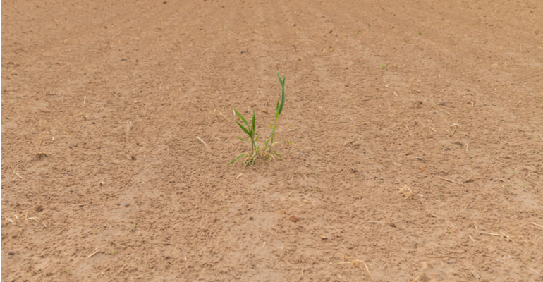 Dica do especialista: O que você pode cultivar em solo arenoso?