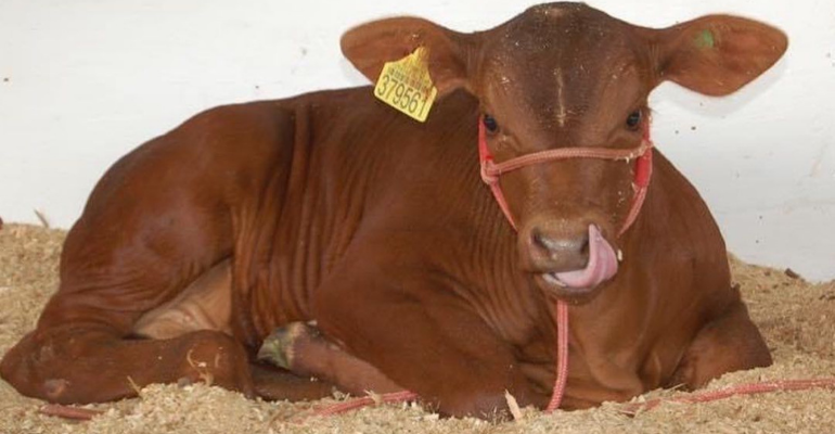 Precoces com rápido crescimento, Senepol não têm chifres