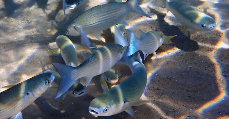 Solo para aquicultura: como escolher o mais adequado