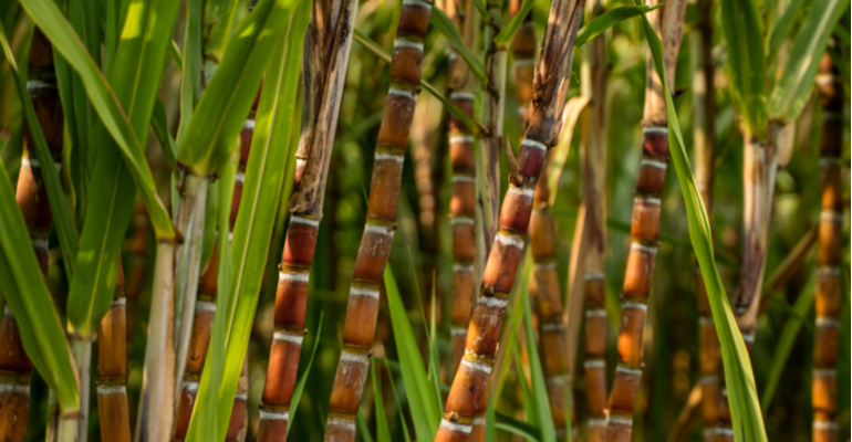 Biomassa de cana-de-açúcar