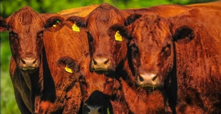 Devon: raça de gado rústica e fértil também se destaca pela docilidade