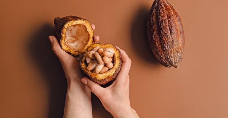Produção de cacau: o que você precisa saber para começar a plantar